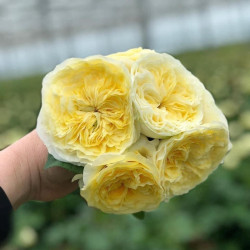 Саджанці троянди Гайд Парк