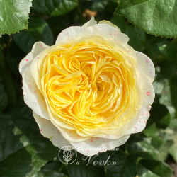 Саженцы розы Голд Вувузела