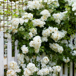 Саджанець троянди Гірлянд де Амур