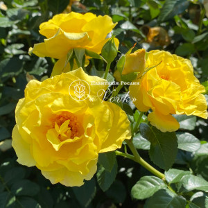 Роза Голден Гейт