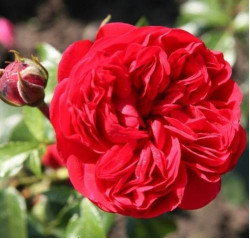 Саджанець троянди Роткепхен