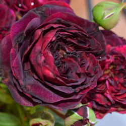 Саженцы розы Сперонелла Далесманини