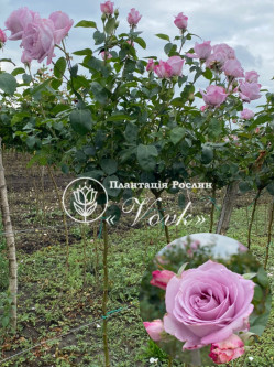 Роза Голубой Нил штамб Роза Голубой Нил штамб