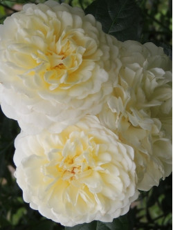 Саженцы розы Транквилити на штамбе