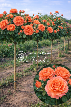 Саджанці троянди Августа Луїза на штамбі