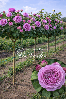 Саджанці троянди Блу Скай Фрі на штамбі