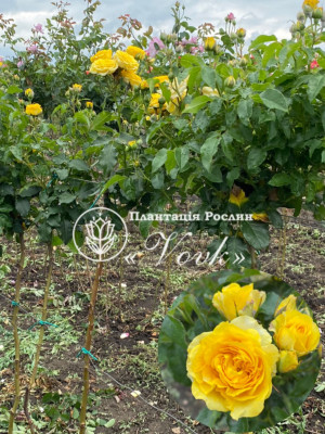 Роза Желтая Кукла штамб