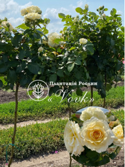 Саджанці троянди Екскалібур на штамбі