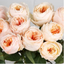 Саджанці троянди Вікторіан Піч