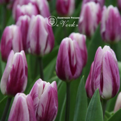 Тюльпан Flaming Flag