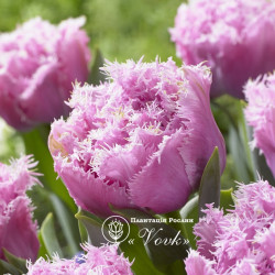 Тюльпан Perth