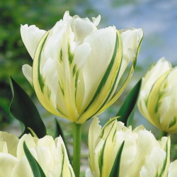 Тюльпан White Valley