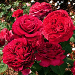 Роза 4-х Ветров