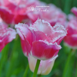 Тюльпан Izumi