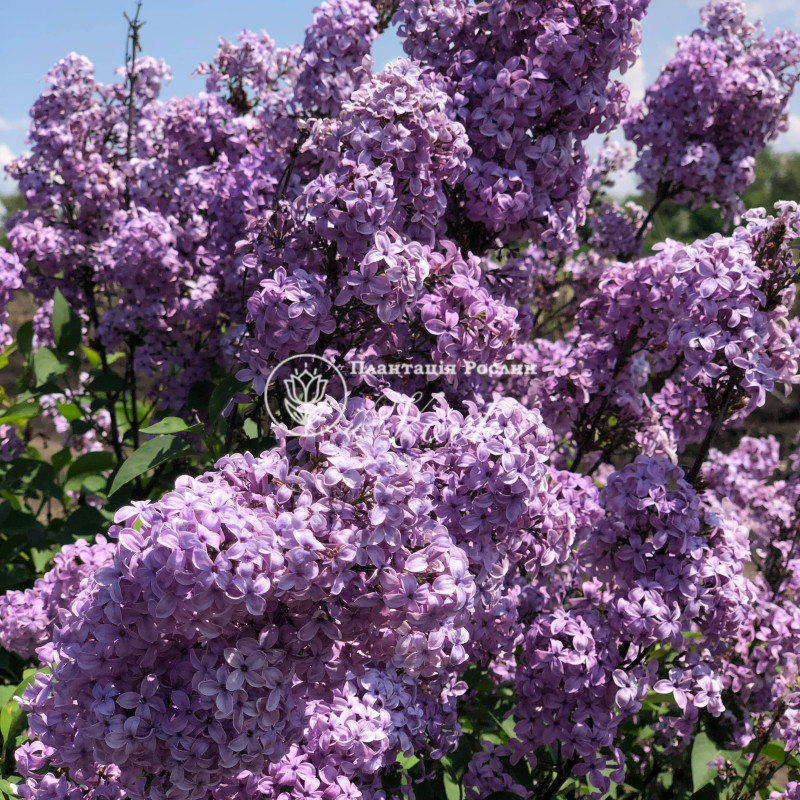 Бузок китайський Саугеана (Saugeana)