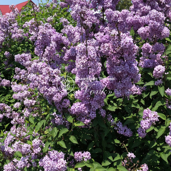 Сирень китайская Саугеана (Saugeana)