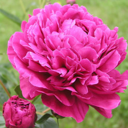 Півонія Jacorma Півонія Jacorma