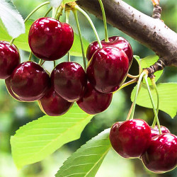 Саджанці вишні Черевишня