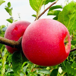 Яблуня Айдаред