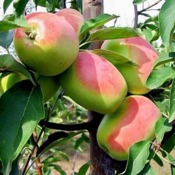 Саджанці яблуні Канділ Синап