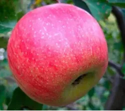 Саженцы яблони Бребурн