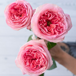 Саджанці троянди Пінк Експрешн