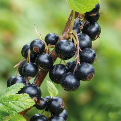 Саджанці смородини Оріана