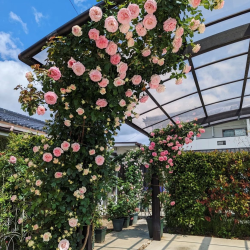 Роза Пьер де Ронсар (саженцы)