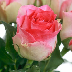 Саджанець троянди Малібу