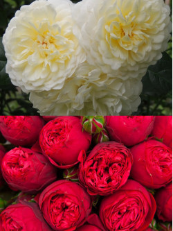 Саджанці троянди Транквіліті / Ред Піано на штамбі