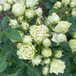 Роза Лувиана