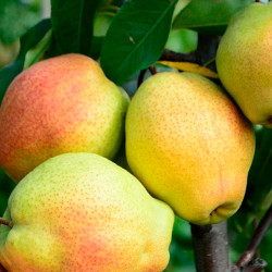 Саженцы груши Киргизская