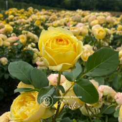 Роза Каталина