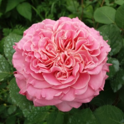 Саженцы розы Эшли