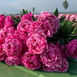 Корневища пиона  Jadwiga