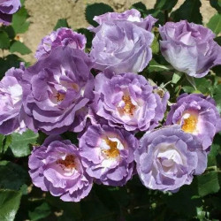 Саженцы розы Блю фо Ю