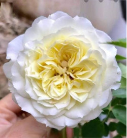 Саджанець троянди Леді Романтика