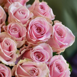 Саженцы розы Пинк Аваланж