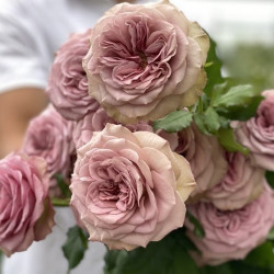 Саджанці троянди Монтмартре